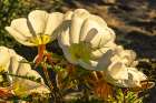 USA, California, Anza Borrego Desert State Park. Evening primrose blossoms. Art Print